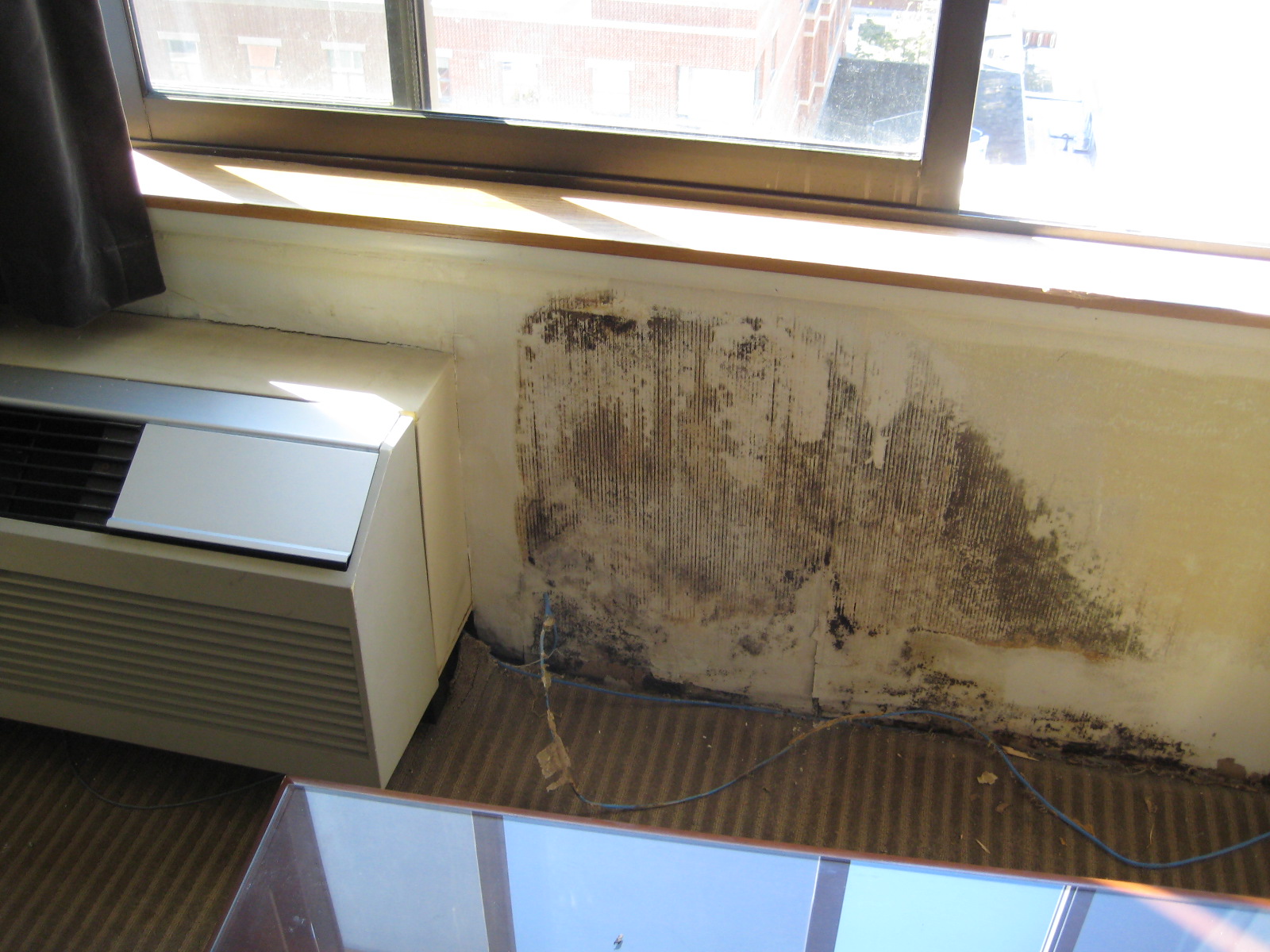 Mold Photo